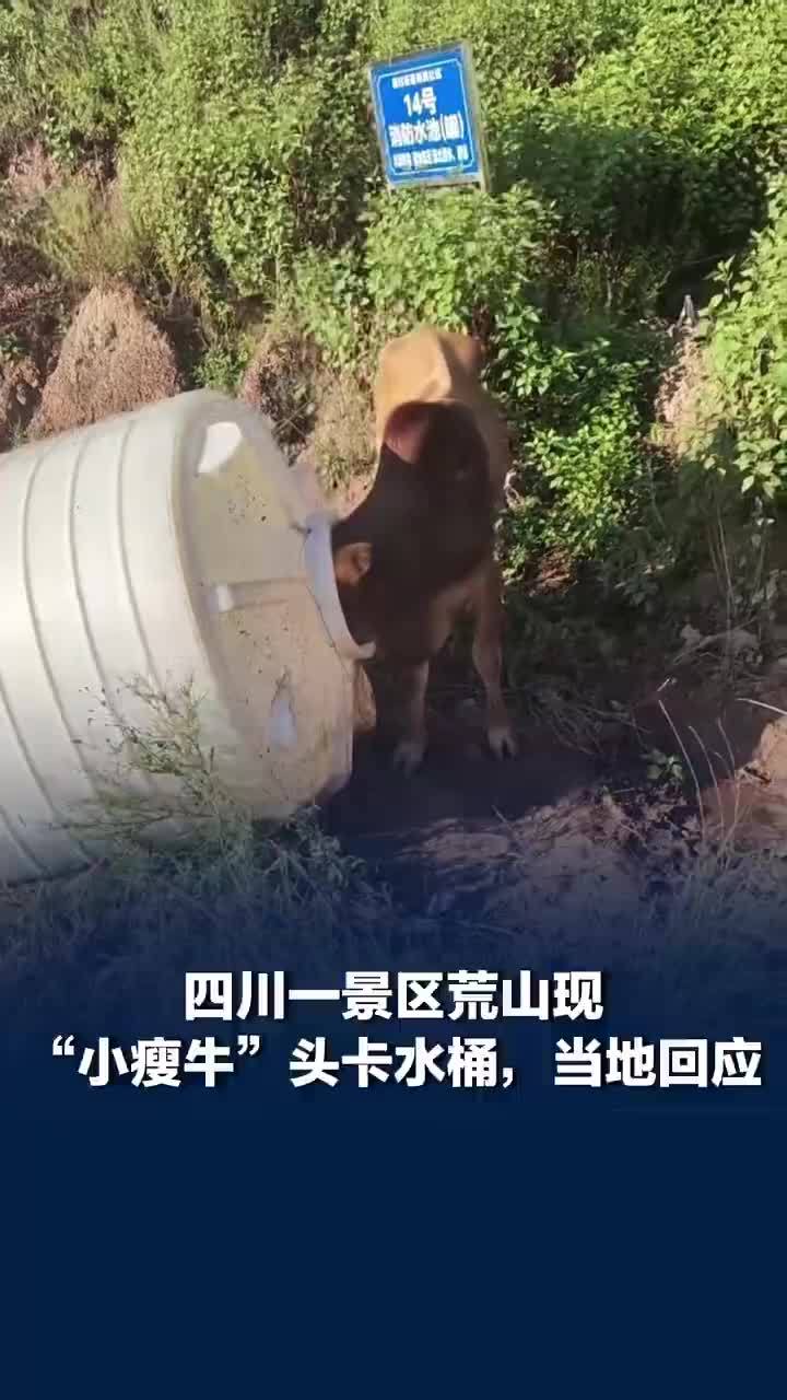 小牛头卡水桶被困瘦得皮包骨，路人报警救出，当地回应景区荒山现小瘦牛头卡水桶