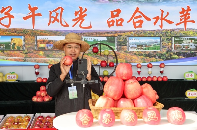 农户现场直播销售苹果　陈飞　摄