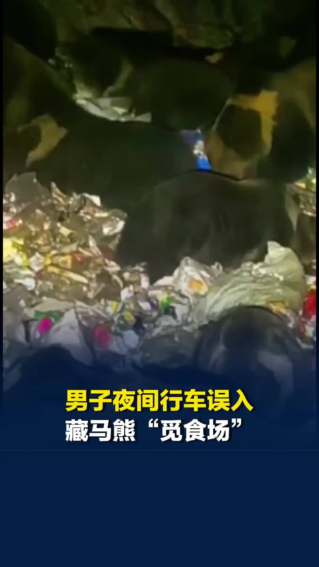 男子夜间驾车行驶误入垃圾场，发现成群藏马熊在翻找食物