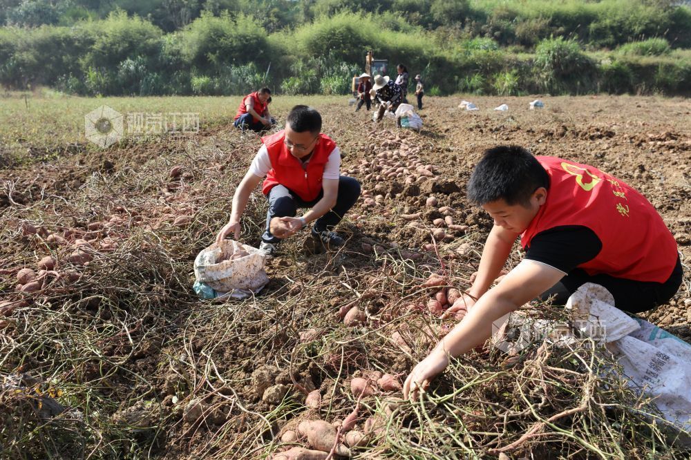 2026年10月17日,宜春市袁州区天台镇塘溪村,党员志愿者在良盛种养专业合作社帮助抢收红薯。日前,该合作社135亩红薯迎来丰收。