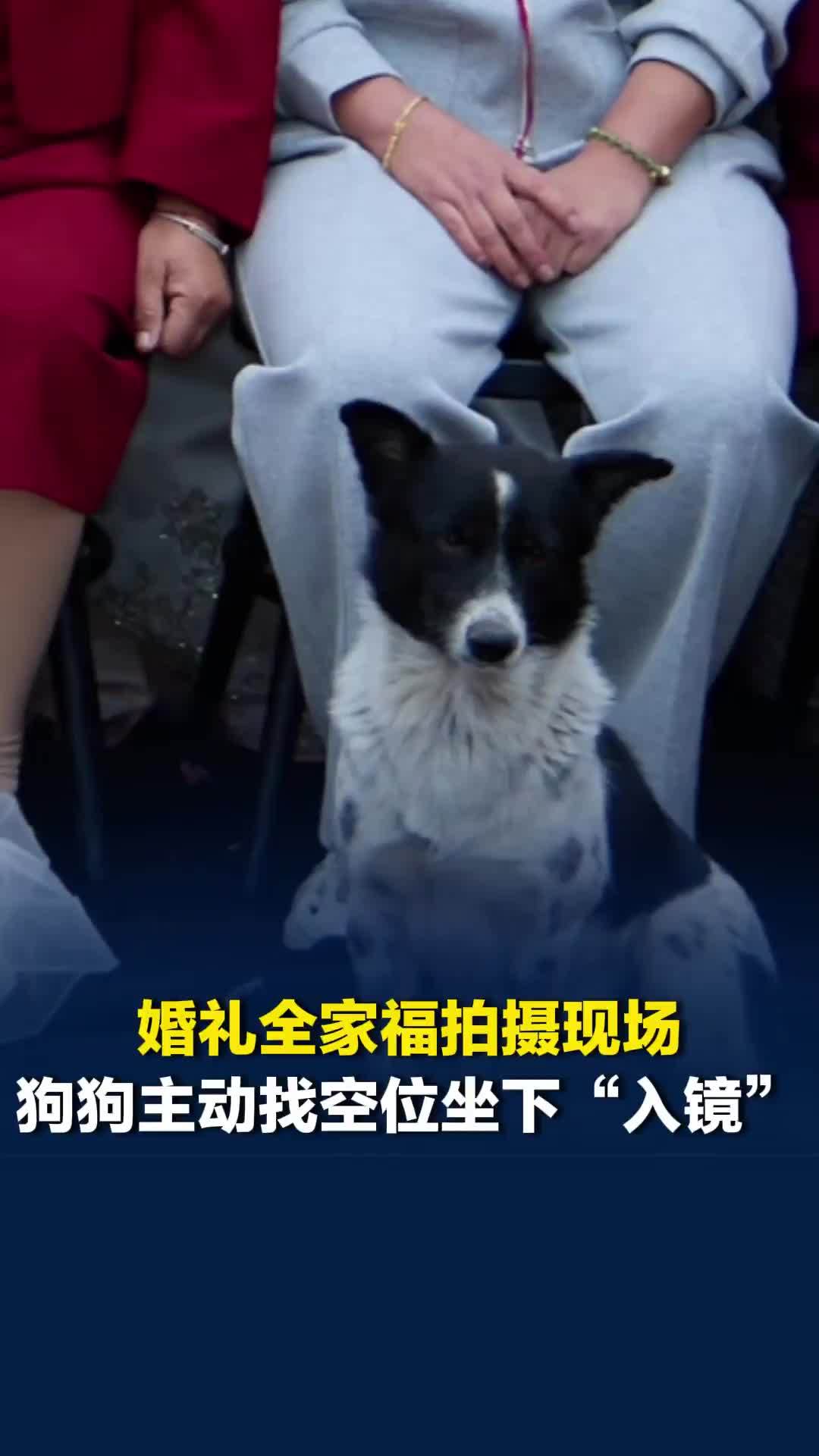 “感觉它也是家里的一份子”，婚礼全家福拍摄现场，狗狗主动找空位坐下“入镜”