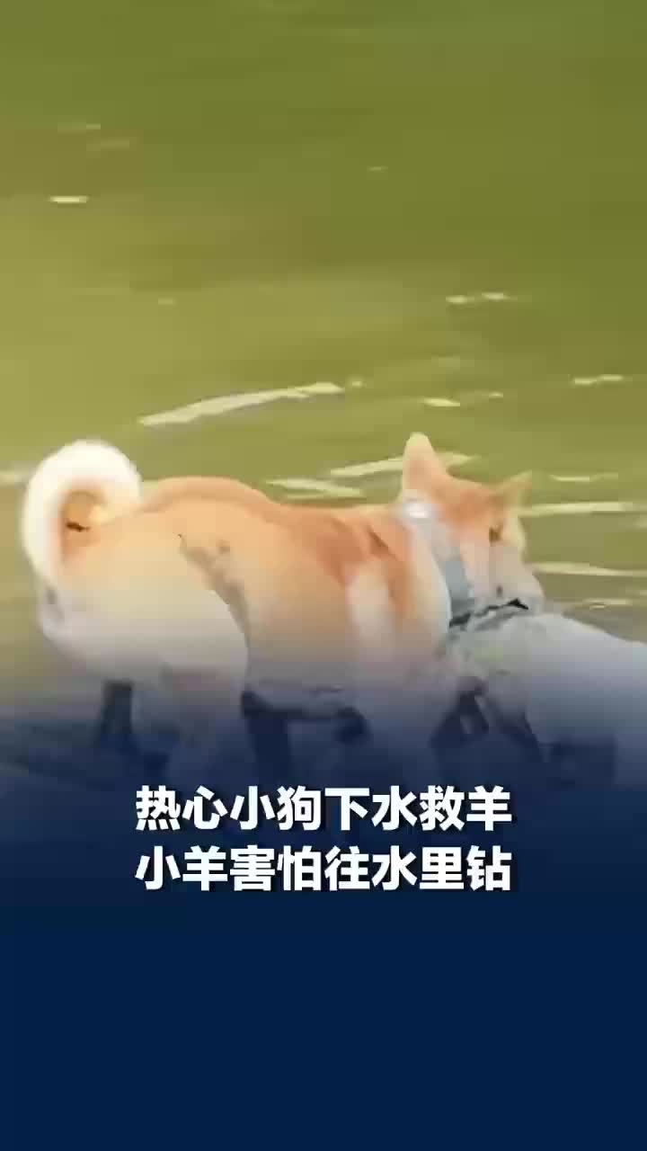 热心小狗下水救羊小羊害怕往水里钻