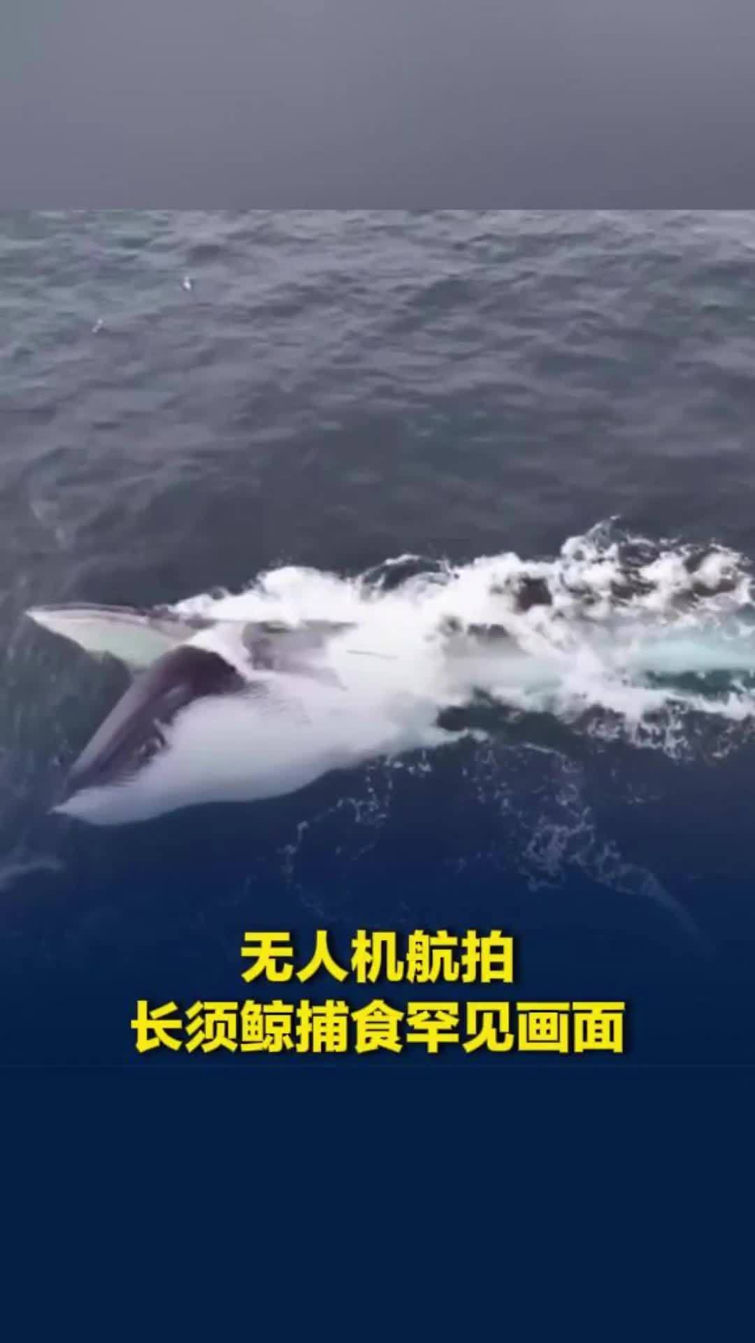 无人机航拍长须鲸捕食罕见画面：张口吞下数十吨水，四周海豚跃出水面