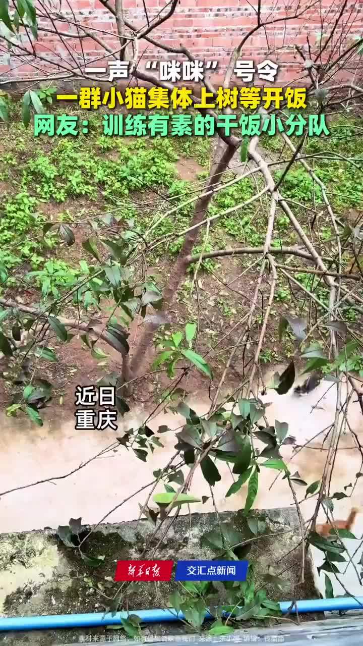 一声咪咪一群小猫集体上树等开饭