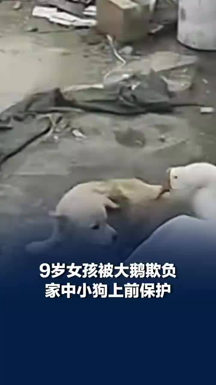 女孩被大鹅欺负家中小狗上前护主，家长回应小狗驱赶欺负9岁女孩大鹅