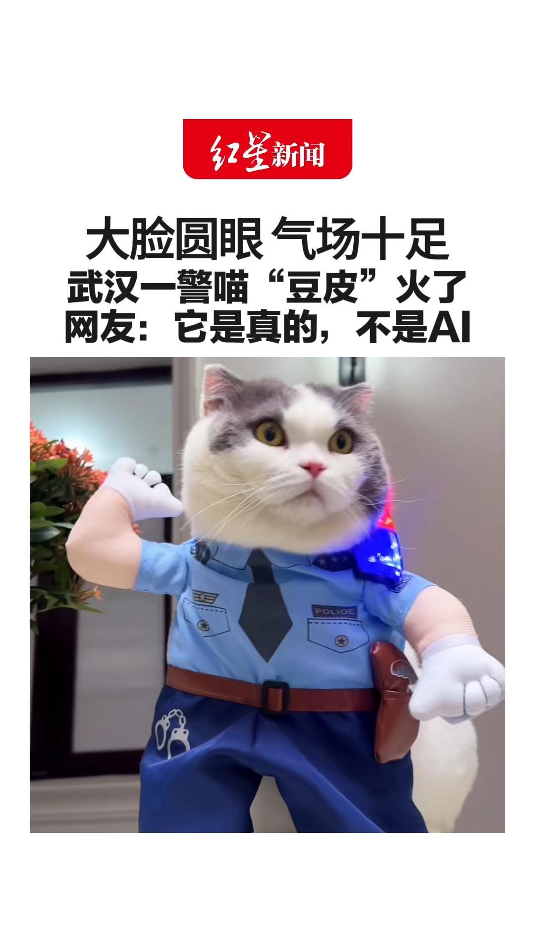 大脸圆眼 气场十足 武汉一警喵“豆皮”火了 没有编制，也能震慑“鼠辈”网友：它是真的，不是AI