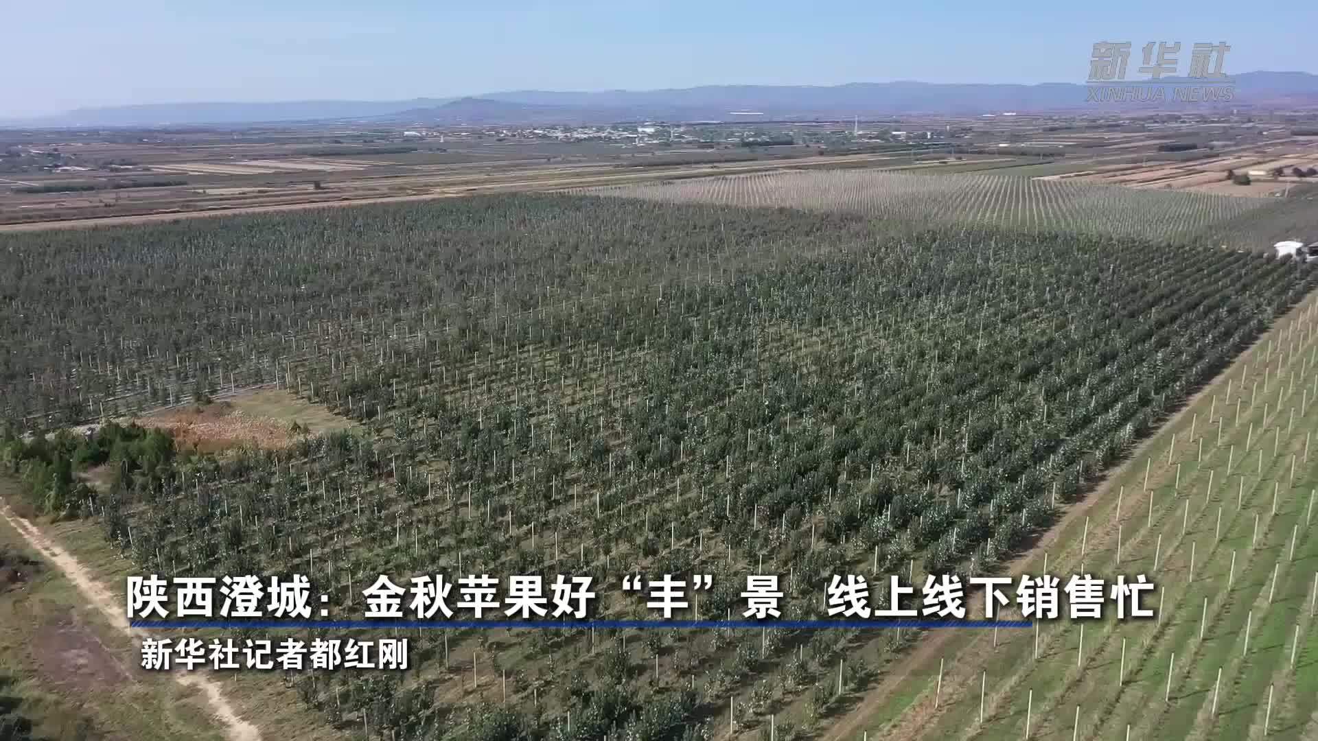 陕西澄城：金秋苹果好“丰”景 线上线下销售忙