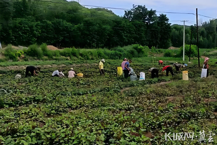 村民在紫苏基地劳作。通讯员 刘欢 摄