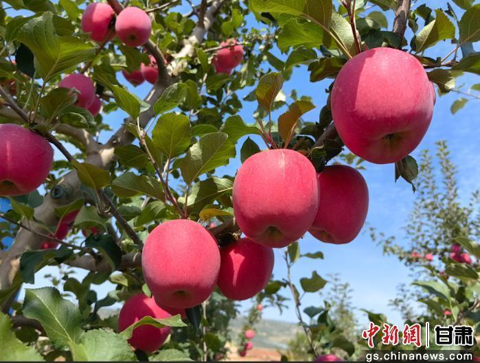 图为色泽鲜艳、香甜爽口的庄浪苹果 董春辉 摄