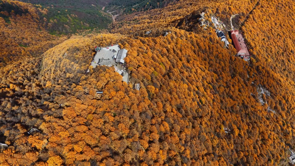 图为秦岭太白红杉铺满山野