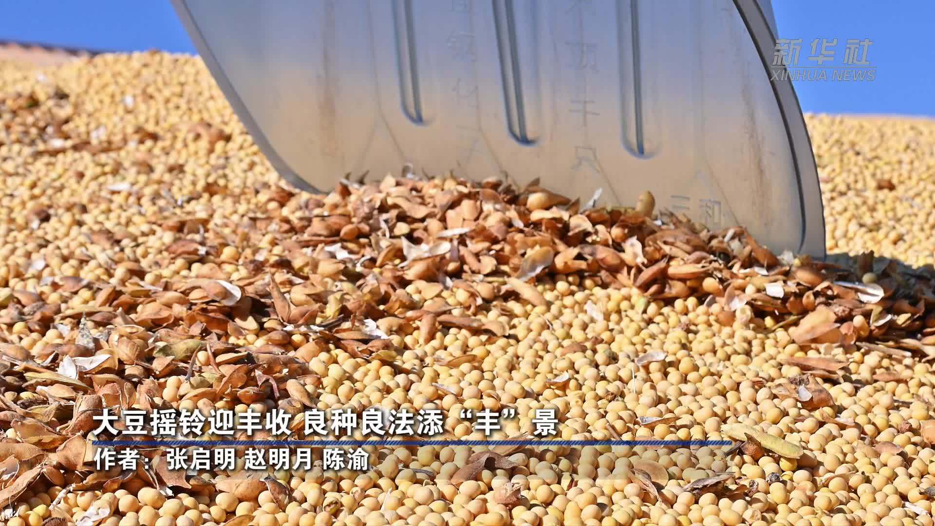 大豆摇铃迎丰收 良种良法添“丰”景