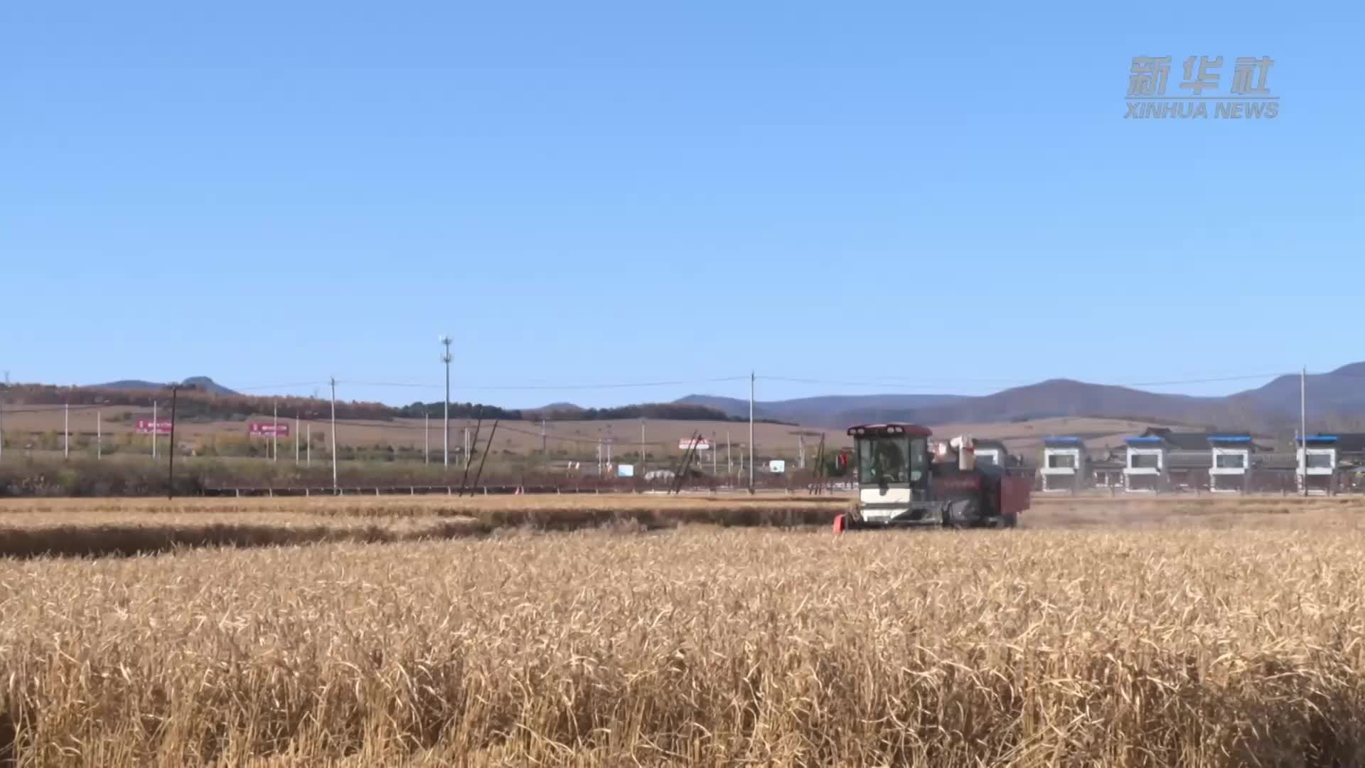吉林延吉：机械化助力水稻秋收
