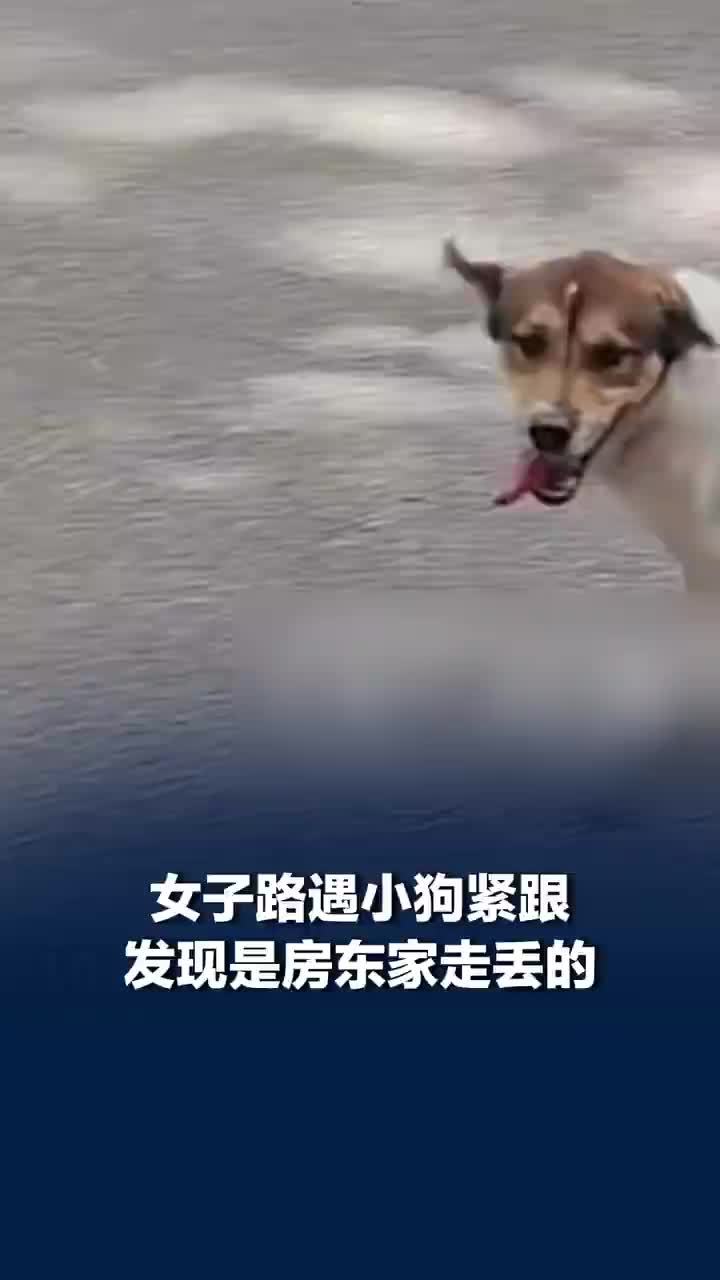 女子路遇小狗紧跟竟是房东家走丢的