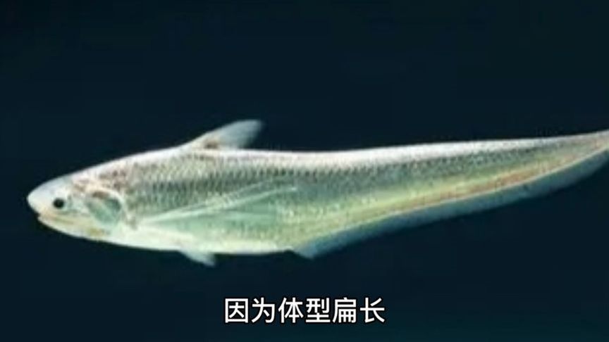 有长江第一鲜之称的长江刀鱼，为啥尝不了鲜了呢？