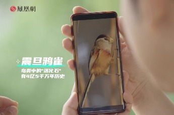 “慢生活”指南｜芦苇里的“大熊猫”，到底有多难找？