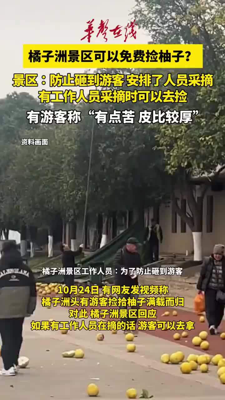 橘子洲景区可以免费捡柚子，橘子洲景区回应柚子可免费捡：如果有工作人员在摘的话，游客可以去拿