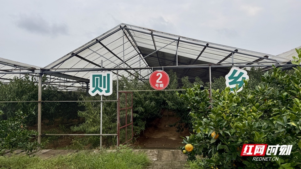 武岗村2号大棚顶部,一半透明一半镶嵌着光伏板。
