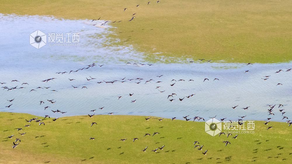 2026年10月20日,成群候鸟在江西鄱阳湖都昌湿地上空翱翔。