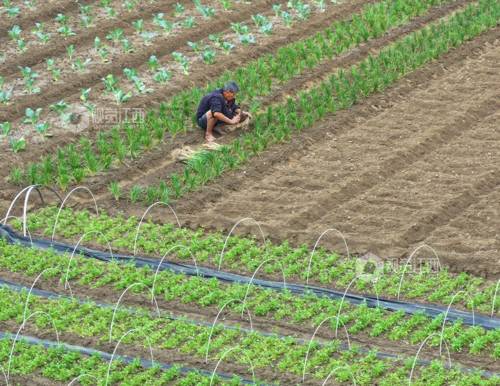 2026年10月21日，江西省吉安市泰和县澄江镇南门村蔬菜种植基地，农民正在种植秋冬蔬菜。