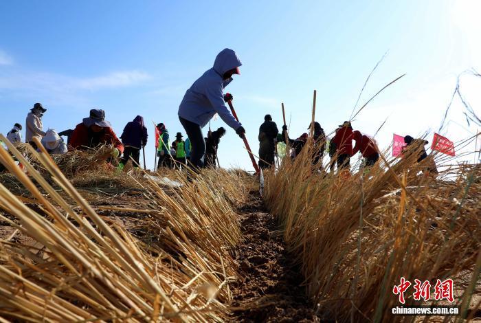 连日来，全国各地志愿者在民勤日月湖青梭基地铺设草方格，压沙锁沙，助力“三北”工程。荣小勤　摄