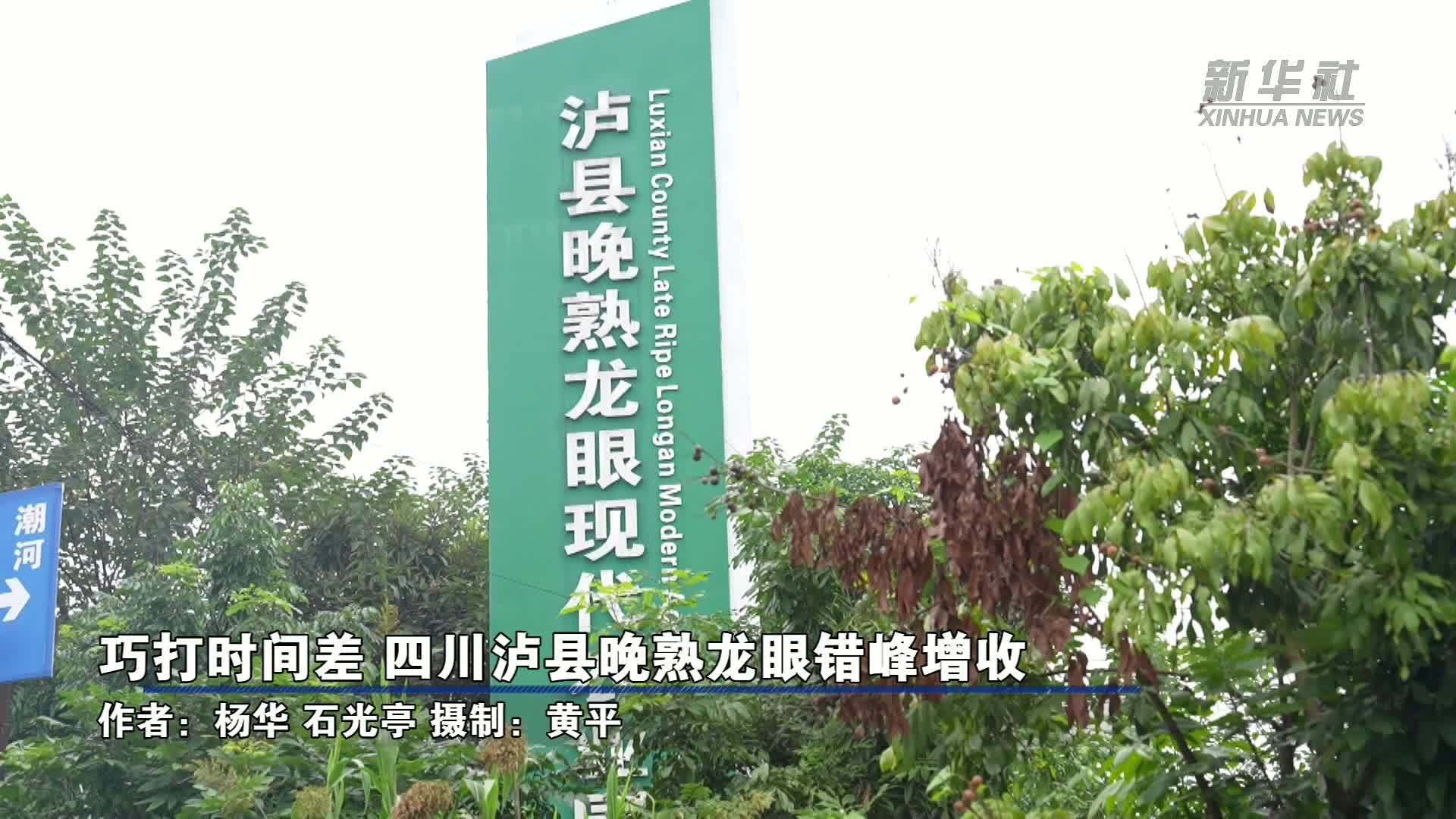 巧打时间差 四川泸县晚熟龙眼错峰增收