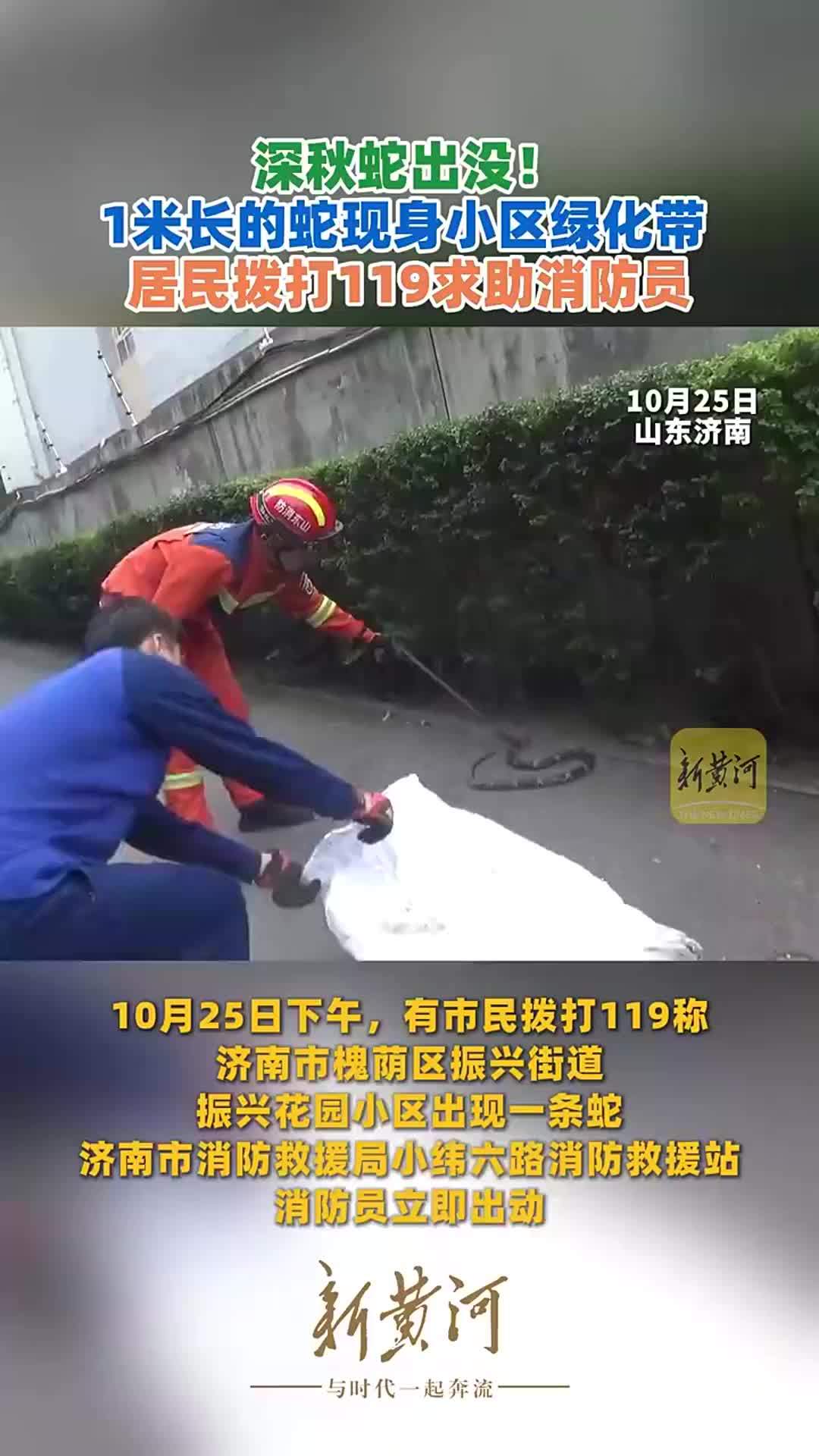 深秋蛇出没！1米长的蛇现身小区绿化带，居民拨打119求助消防员