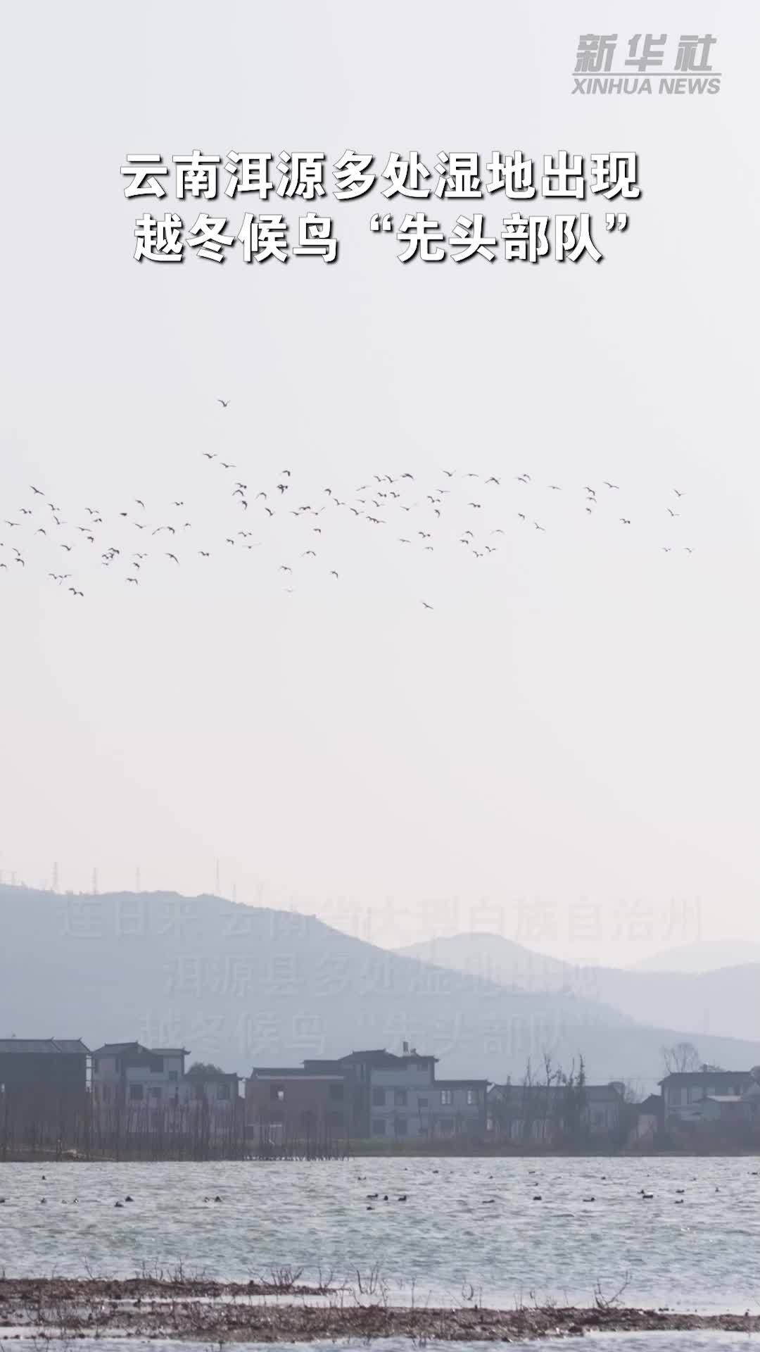 云南洱源多处湿地出现越冬候鸟“先头部队”
