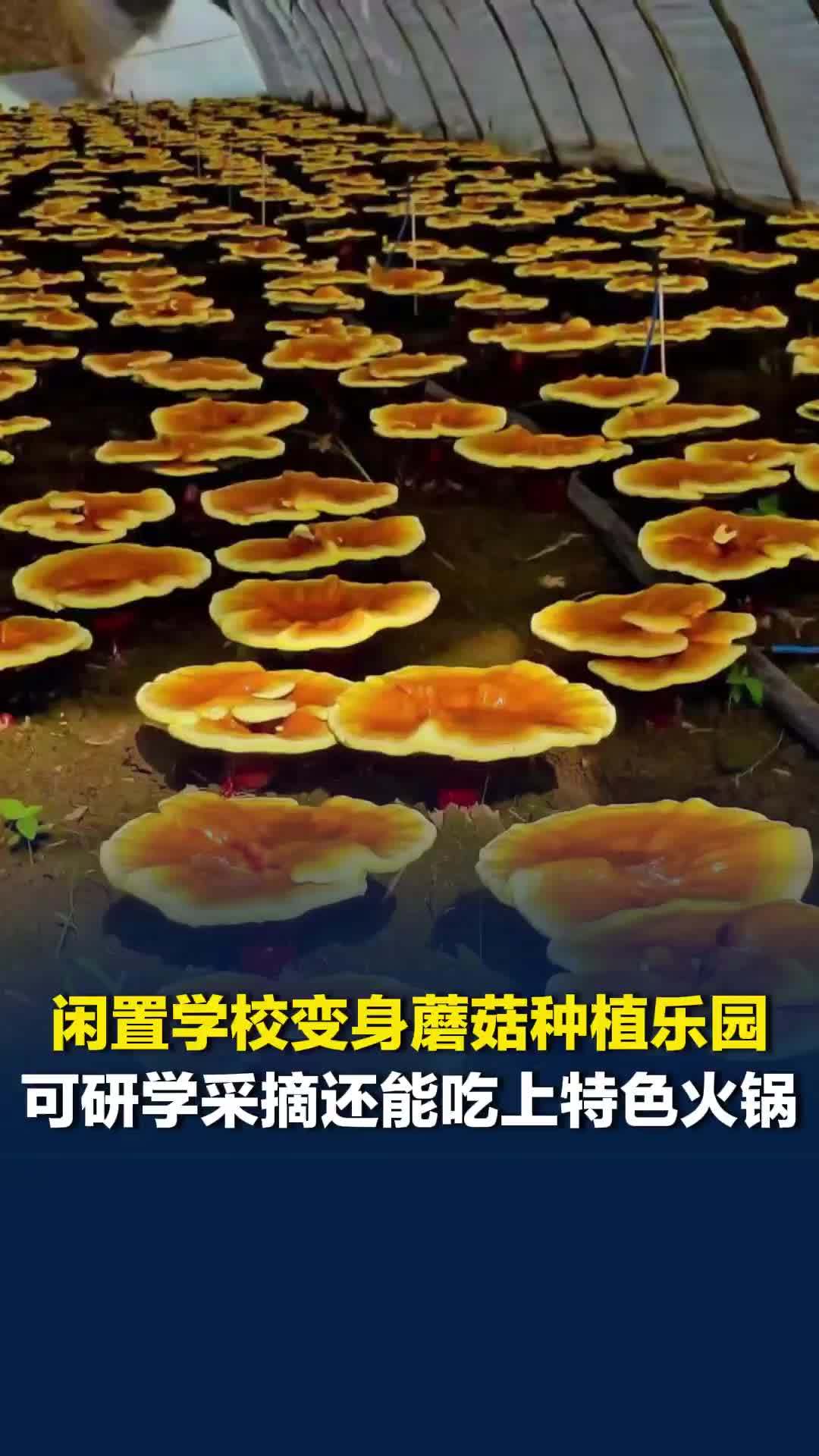 长沙望城一闲置学校变身蘑菇种植乐园，教室立体种菇，操场露天采摘，周末吃蘑菇火锅