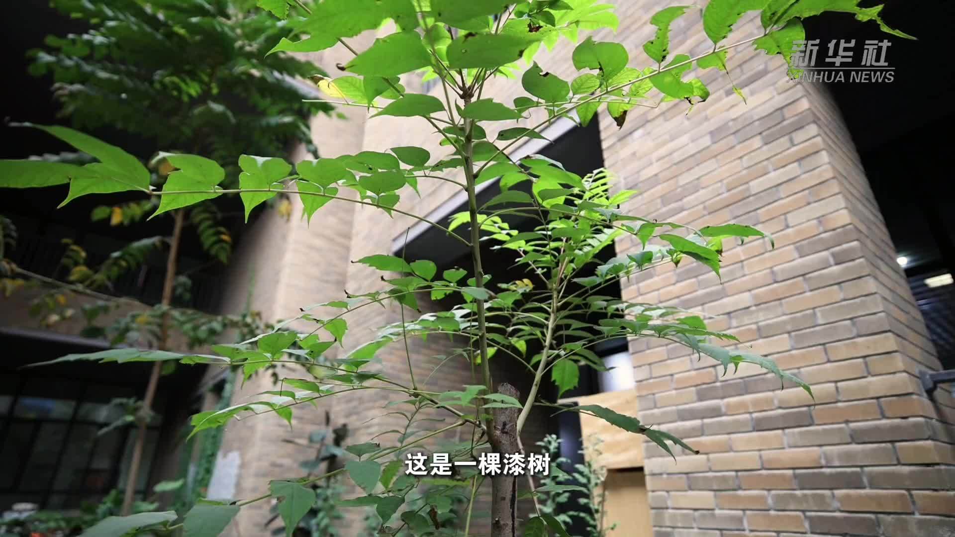历史经典产业焕新：陶胎漆器的复原与新生