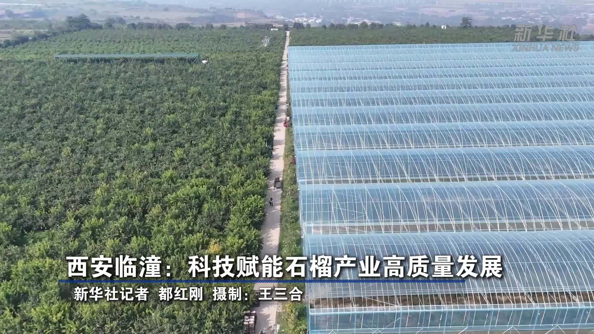 西安临潼：科技赋能石榴产业高质量发展