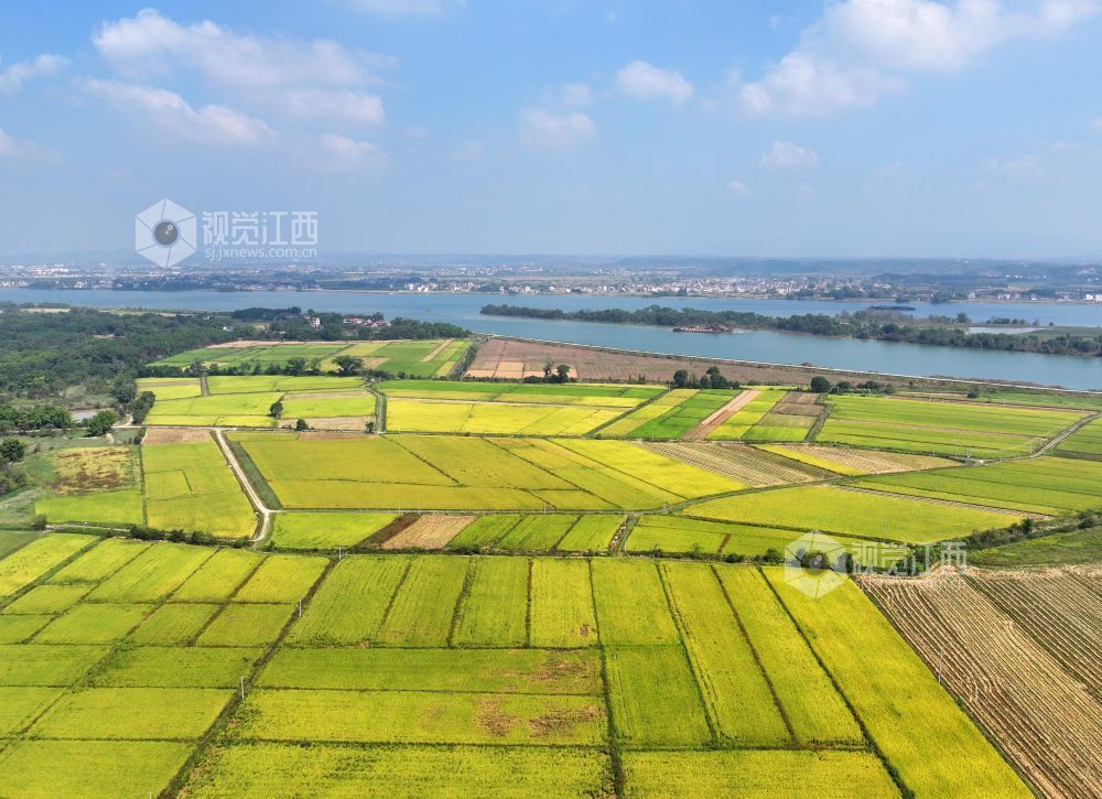 2026年10月25日,江西省吉安市泰和县沿溪镇仓岭村,蓝天白云与金黄稻田、赣江碧水相映成景,构成一幅秋日田园美丽画卷。