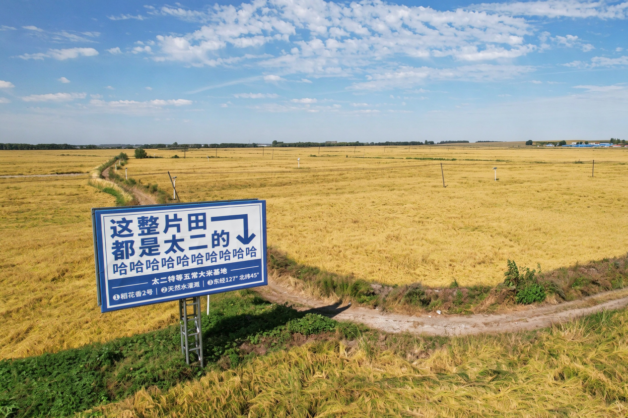 九毛九“臻鲜供应体系”落地五常稻田，以品质重构餐饮竞争逻辑