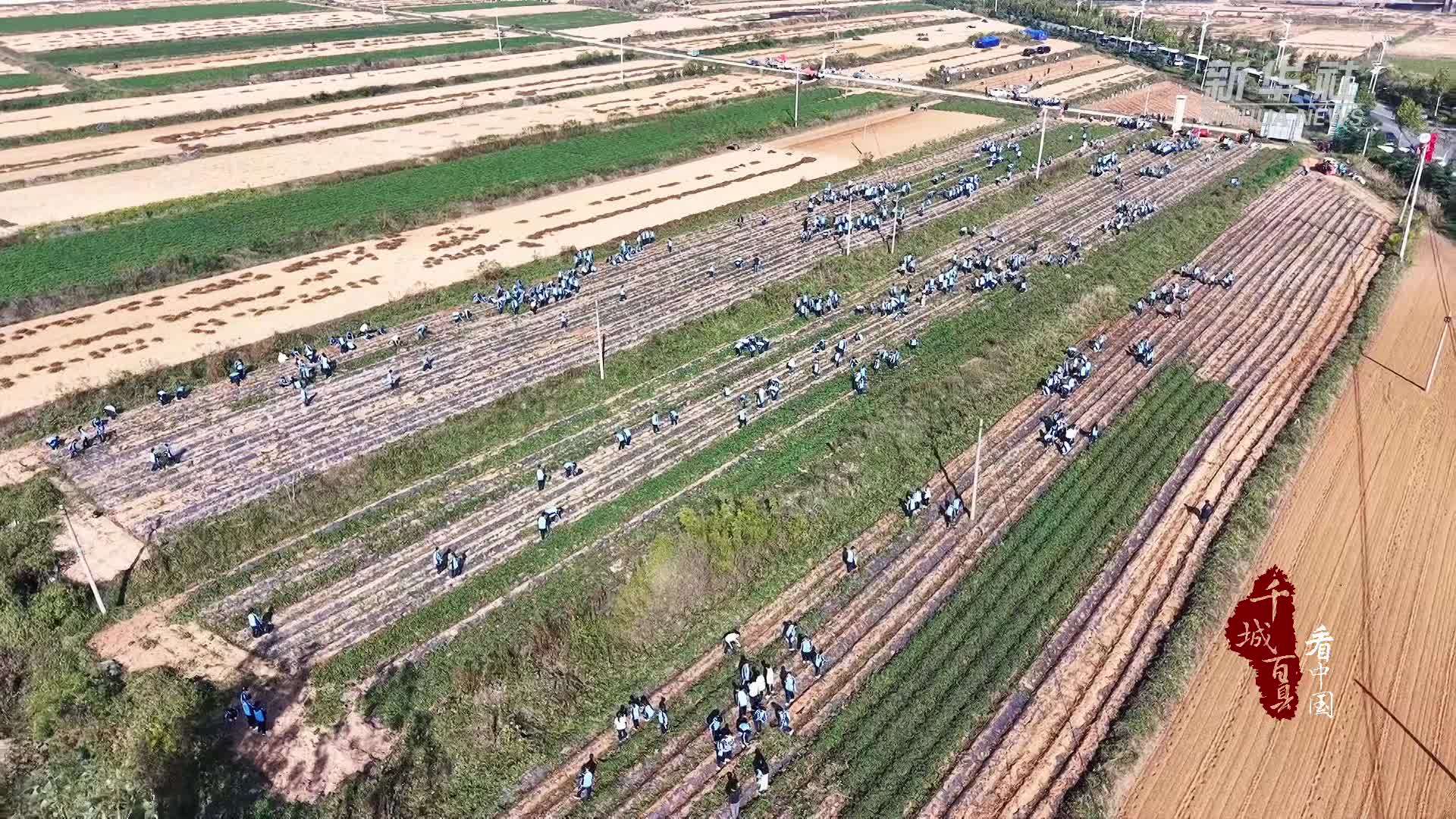 千城百县看中国｜山东临沭：田野课堂 耕耘伴成长