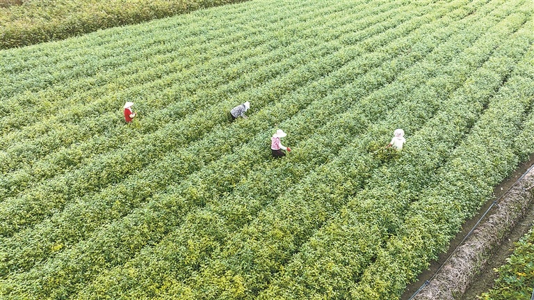 奉新县：花卉苗木产业助农增收（图）
