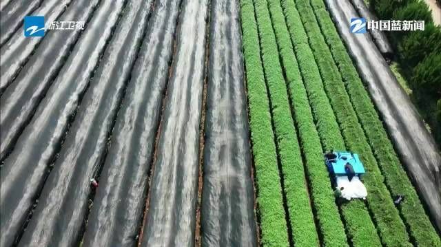 【#浙江发布10条抹茶产业扶持新政#】近日，浙江省《支持抹茶产业高质