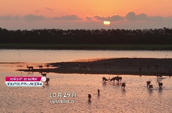 这次把镜头交给盐城：坐皮划艇找麋鹿，等丹顶鹤从远方归来，在世界级地标里抬头看同一片星空。出发，就有发现——在《你所不知道的水韵江苏》，和房琪一起走进盐城。