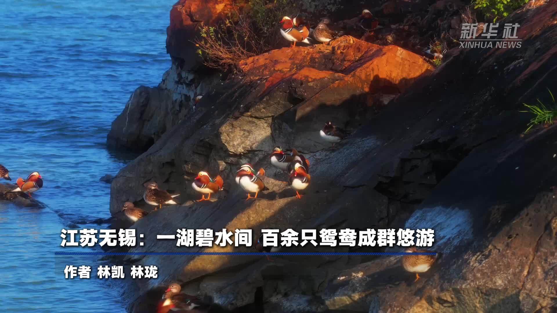 江苏无锡：一湖碧水间 百余只鸳鸯成群悠游