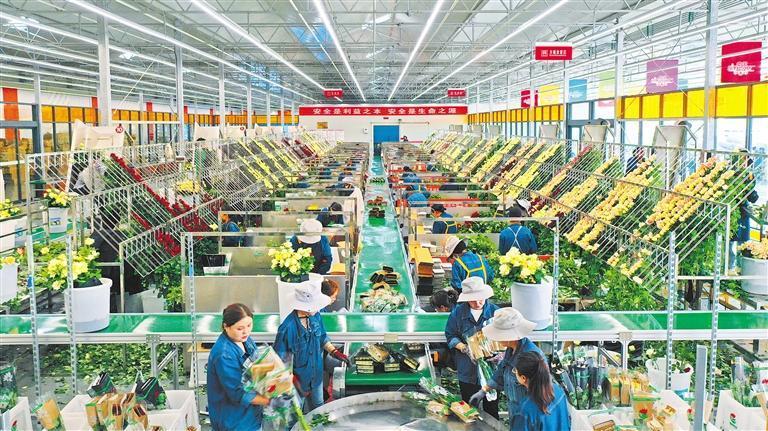 在临夏市枹罕镇百益亿农国际鲜花港花卉生产基地，工人们分拣、包装鲜切玫瑰。