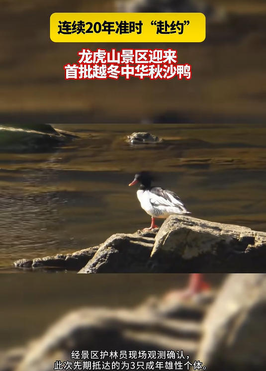连续20年“赴约” 龙虎山景区迎来首批越冬中华秋沙鸭