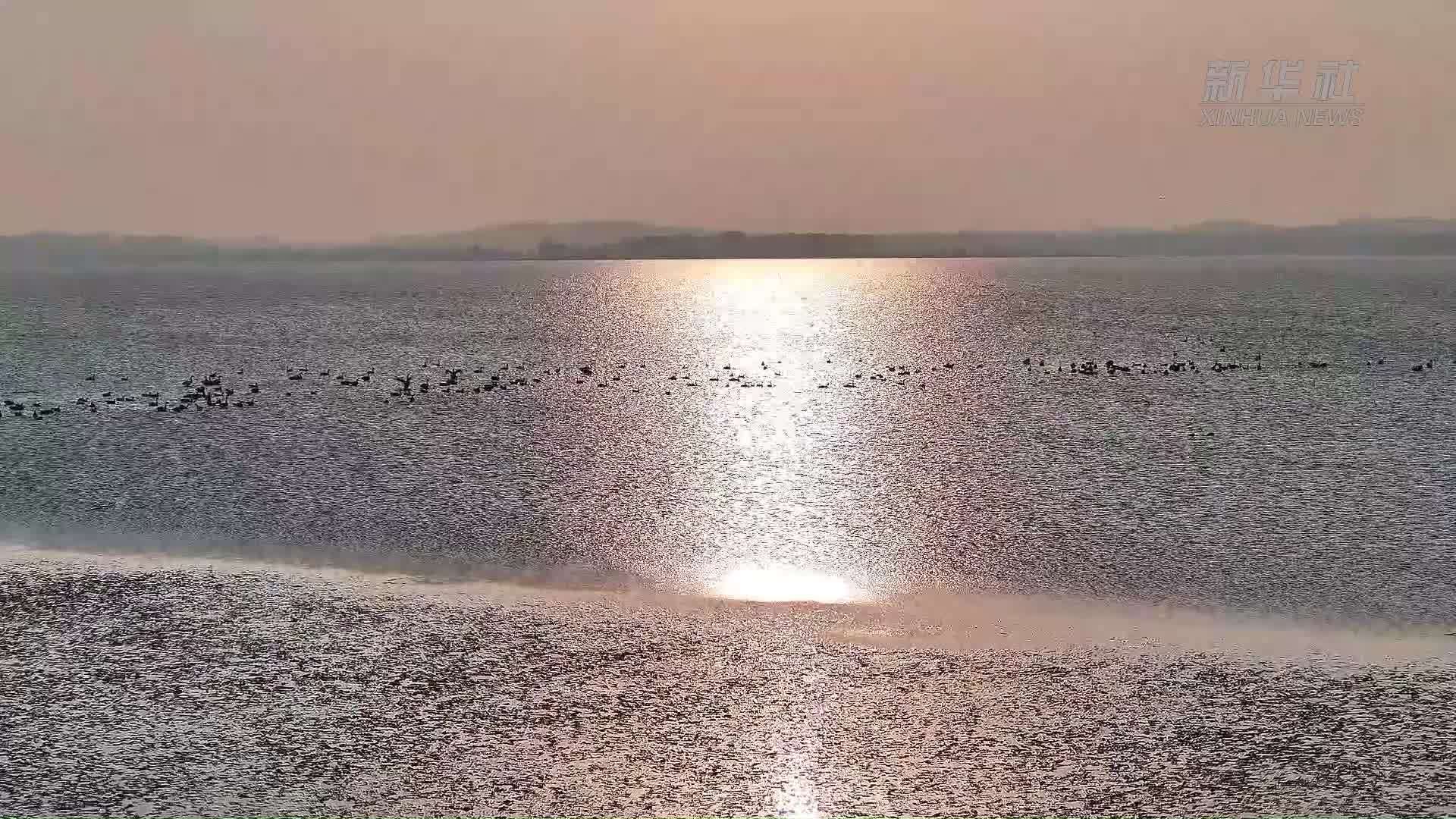 候鸟飞抵安徽升金湖