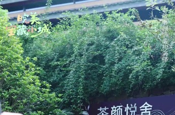 第二集丨城市or山野?一杯「同心茶」竟开启了一场灵魂互换的奇幻旅程？微短剧《换盏人生》全片上线，带你走进皖美宝藏小城庐江，看见生活的另一种可能。#皖美宝藏小城庐江 #虎凹欢乐茶谷#微短剧#旅游