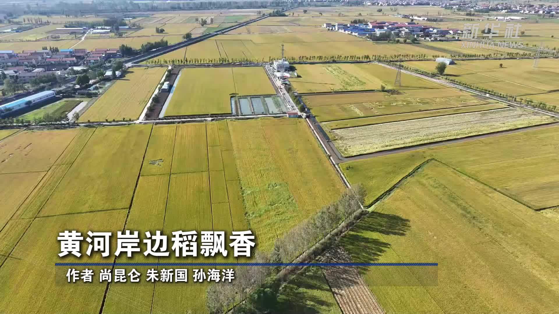 黄河岸边稻飘香