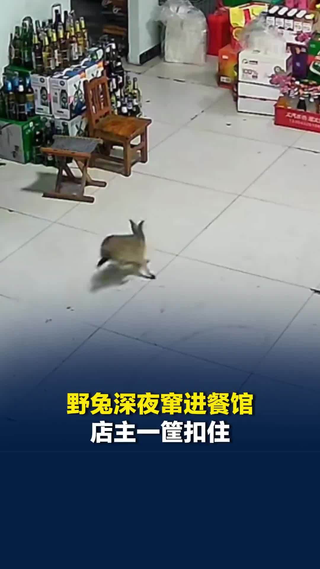 现实版守株待兔！野兔深夜窜进餐馆，店主一筐扣住，店主：不知野兔从何而来，已放生