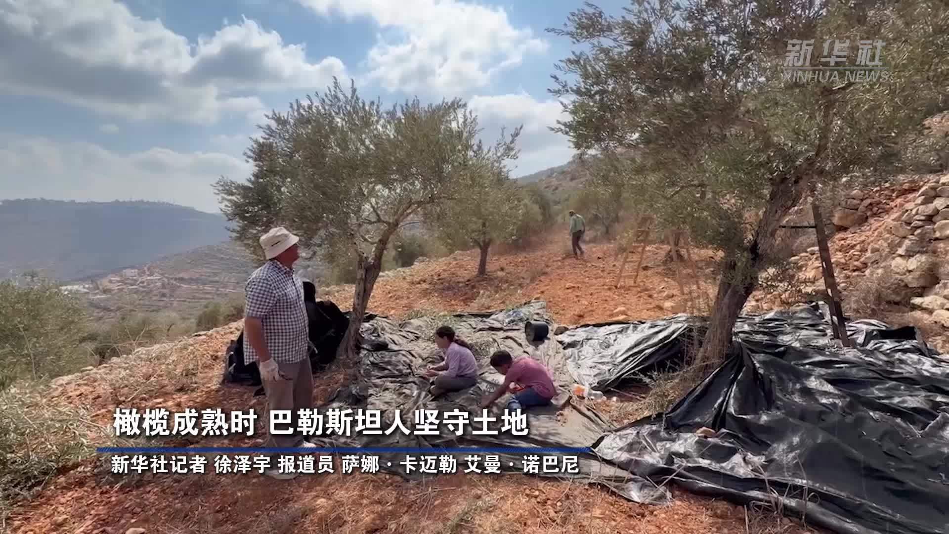 橄榄成熟时 巴勒斯坦人坚守土地