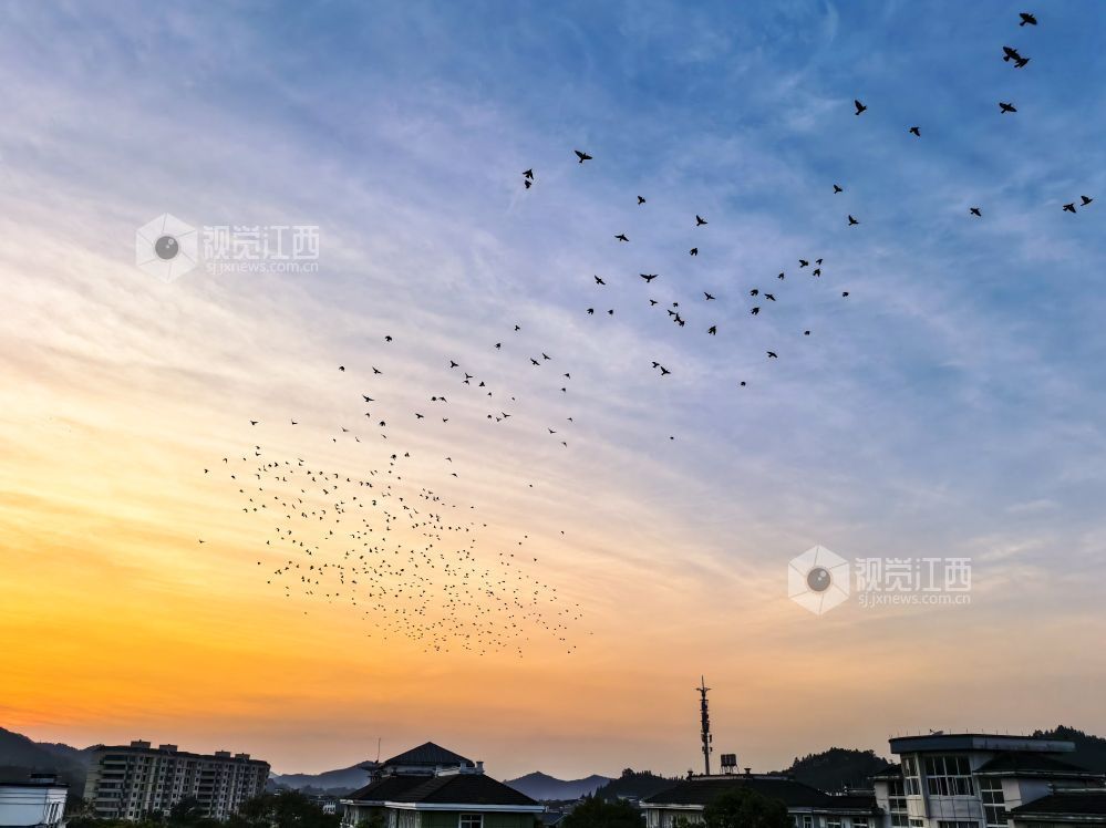 江西德兴：晚霞铺满天际 万鸟乘风归巢（图）
