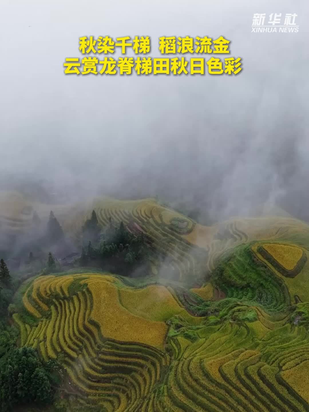 秋染千梯 稻浪流金——云赏龙脊梯田秋日色彩