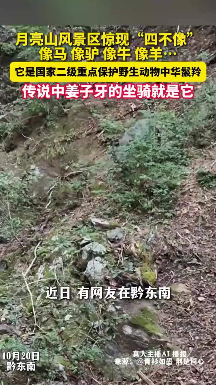网友在月亮山风景区拍到四不像