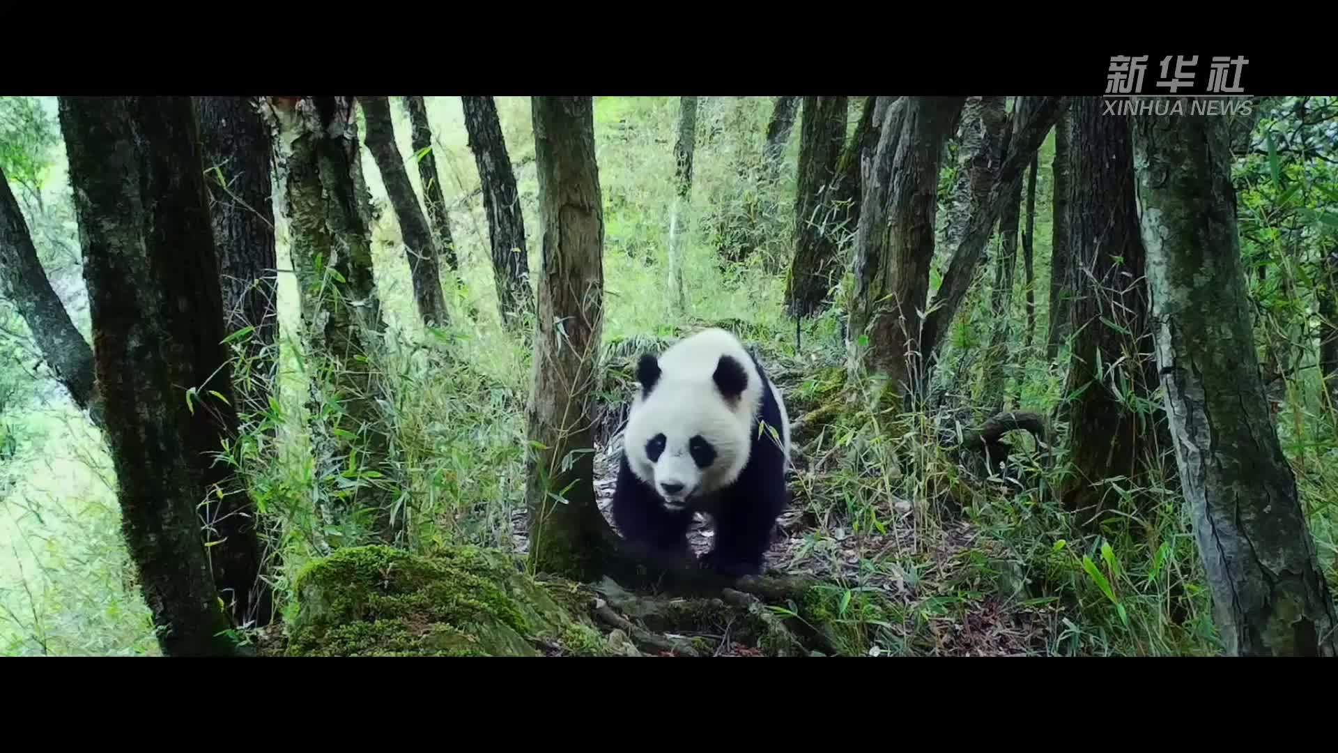 原来大熊猫是大自然的“保护伞”