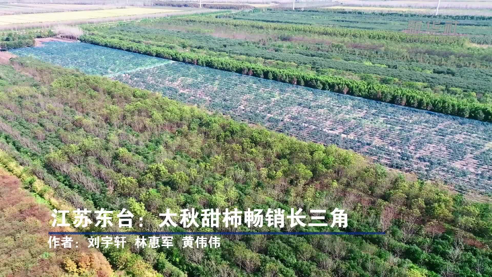 江苏东台：太秋甜柿畅销长三角