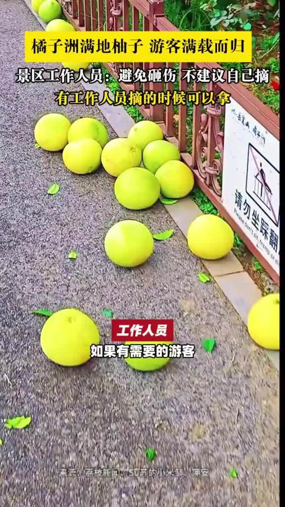 橘子洲满地柚子 游客满载而归